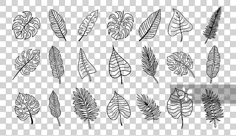 热带异国情调的棕榈叶轮廓素描图片素材