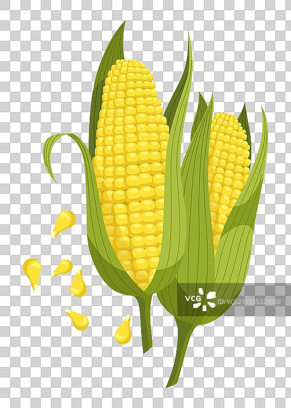 谷物或粮食植物图标，孤立农业图片素材