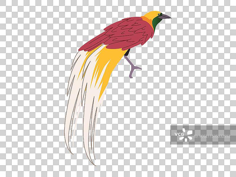 天堂鸟（Cendrawasih）属于雀形目（Paradisaeidae）鸟类图片素材