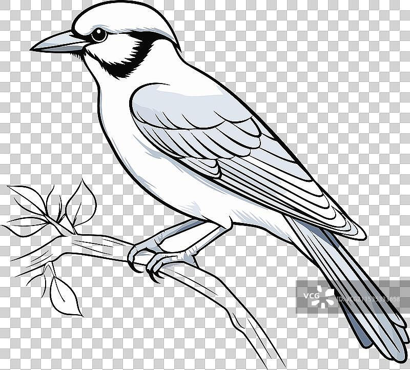 一只蓝山雀栖息在树枝上图片素材