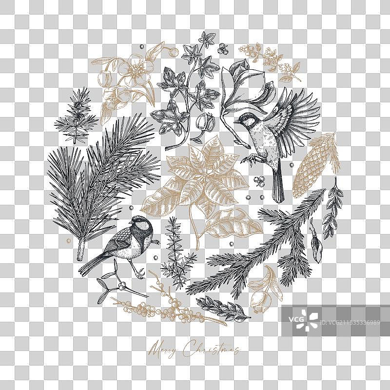 圣诞快乐贺卡模板与常青植物图片素材