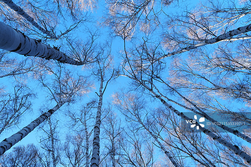 蓝天下裸树的低角度视图图片素材