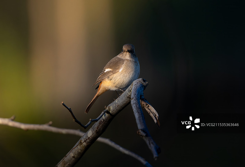 北红尾鸲图片素材
