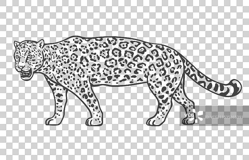 白色背景上的美洲虎图片素材