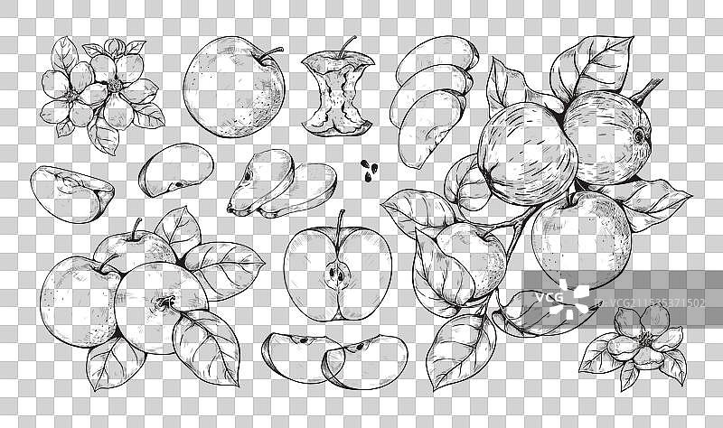 复古的苹果水果、食物和花朵盛开图片素材