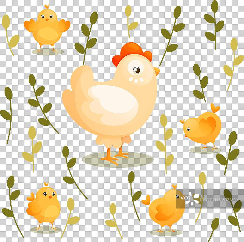 母鸡带着小黄鸡散步图片素材