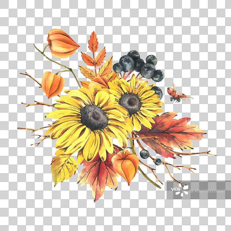 秋季浆果，灯笼果， chokeberry，山楂叶图片素材