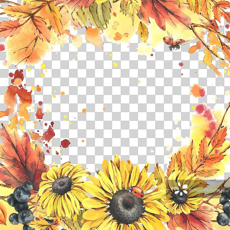 秋季浆果，灯笼果， chokeberry，山楂叶图片素材