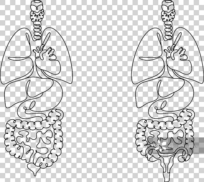 人体内部器官一览图片素材