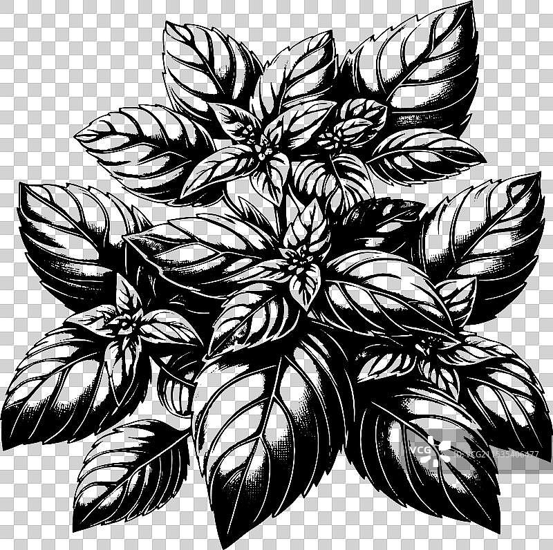 香料罗勒详细黑白食谱图片素材