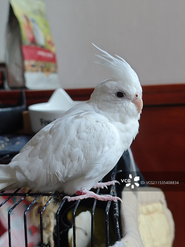 笼中鸟的特写镜头图片素材