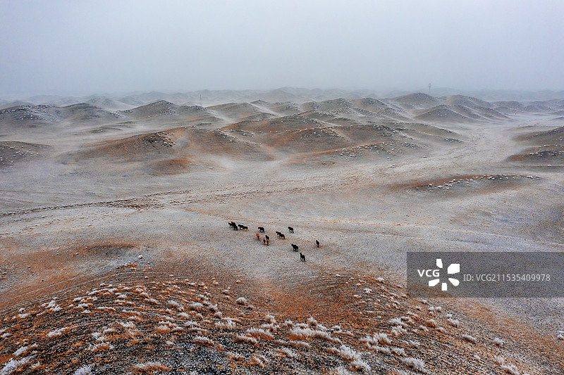 托里县马群漫山坡图片素材