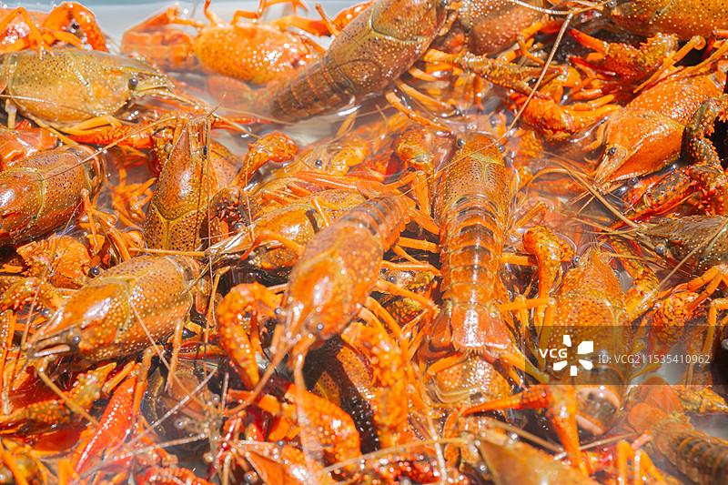 小龙虾，鲜活的海鲜水产养殖，夏季美味食物，宵夜必备图片素材