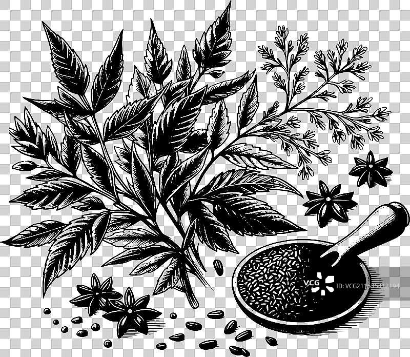 详细的黑白食谱：豆蔻香料图片素材