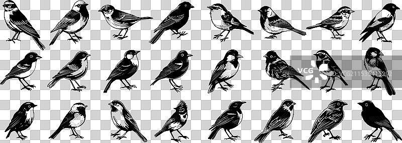 小小的鸟类黑色墨水素描图片素材