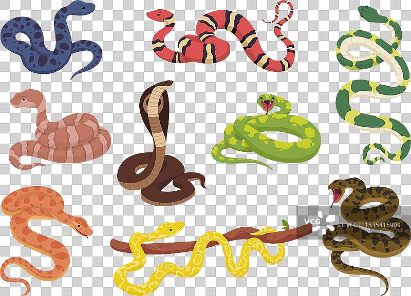 热带蛇类卡通蛇异国爬行动物图片素材