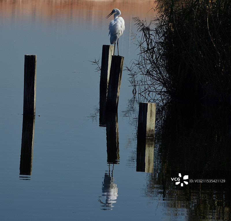 湖边的白鹭图片素材