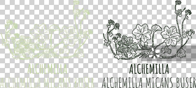 手绘的铝叶草图画图片素材