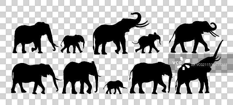 野生大象的剪影图片素材