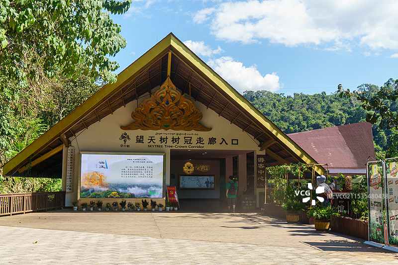 西双版纳望天树景区图片素材