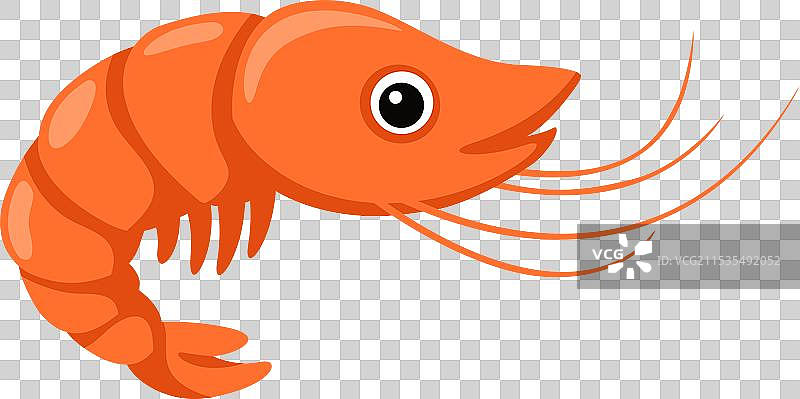 白色背景上的虾图片素材