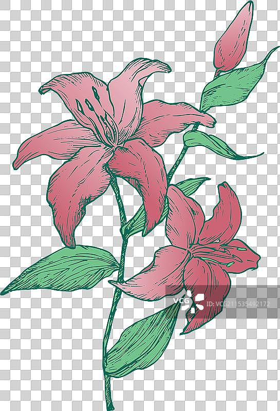 手绘的百合花图片素材