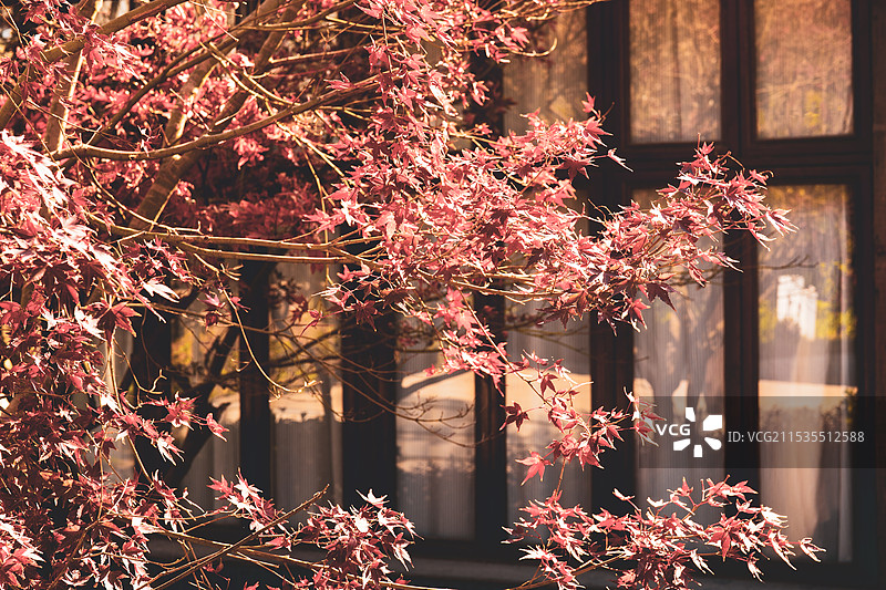 红枫掩木屋图片素材