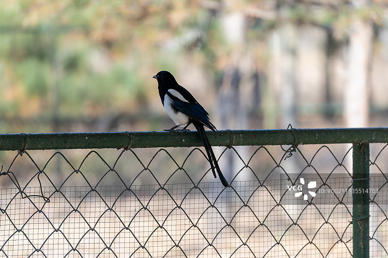 秦皇岛野生动物园图片素材