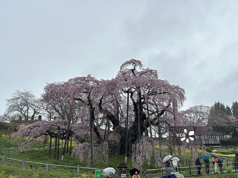 日本三大樱花古樱之一福岛县“三春泷樱”春天樱花景色图片素材