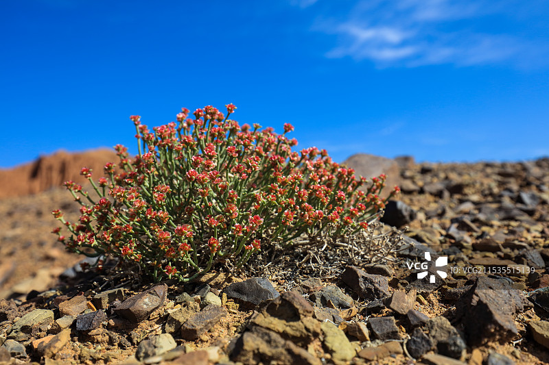 戈壁上的短叶假木贼图片素材