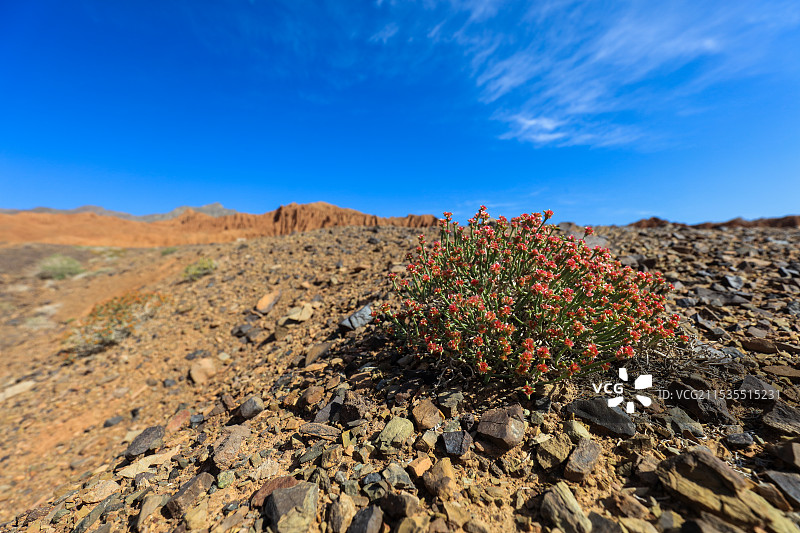 戈壁上的短叶假木贼图片素材