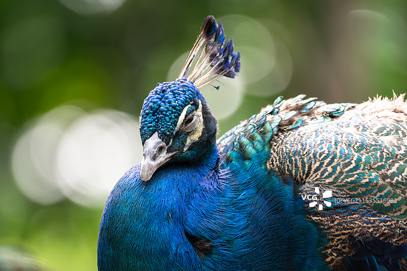 广州长隆野生动物园的孔雀图片素材