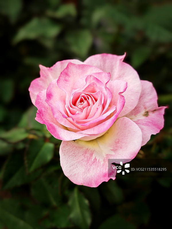 冬日玫瑰图片素材