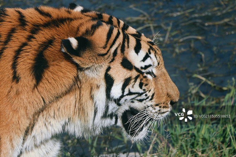 动物园里老虎的特写镜头图片素材