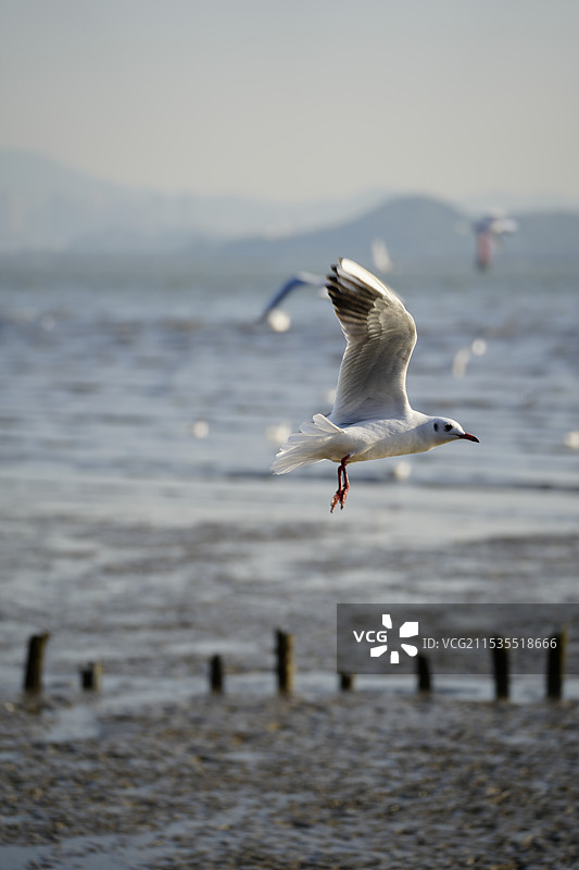 冬季海鸥图片素材