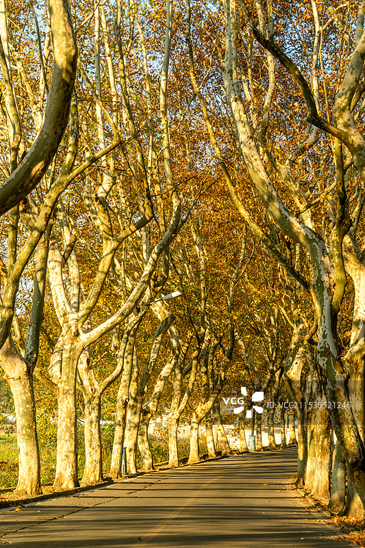 冬天光照下的梧桐树大道图片素材