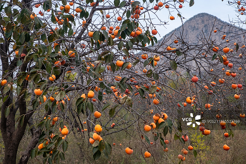柿子和柿子树图片素材