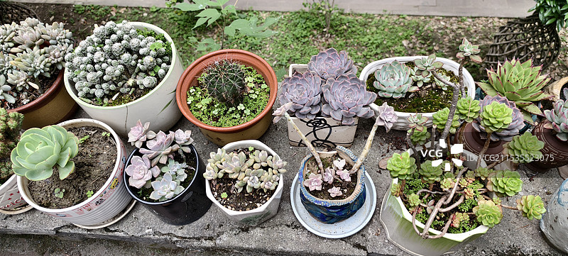 多肉植物图片素材