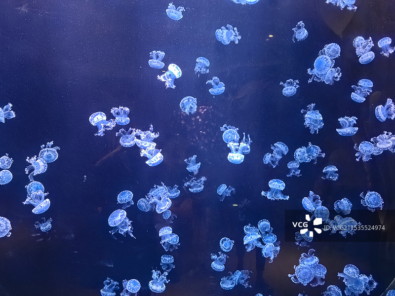 亚特兰蒂斯水族馆的水母图片素材