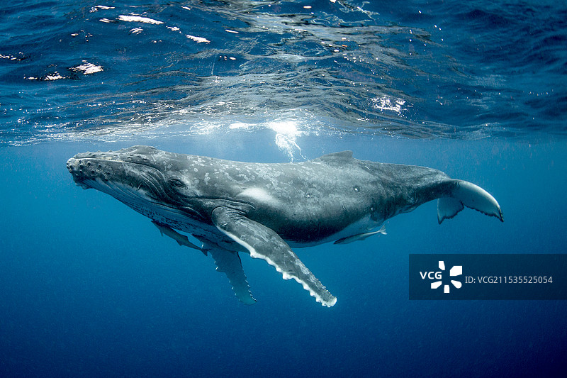 鲸鱼图片素材