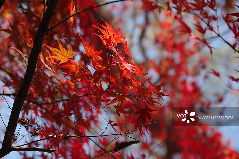 栖霞山枫叶图片素材