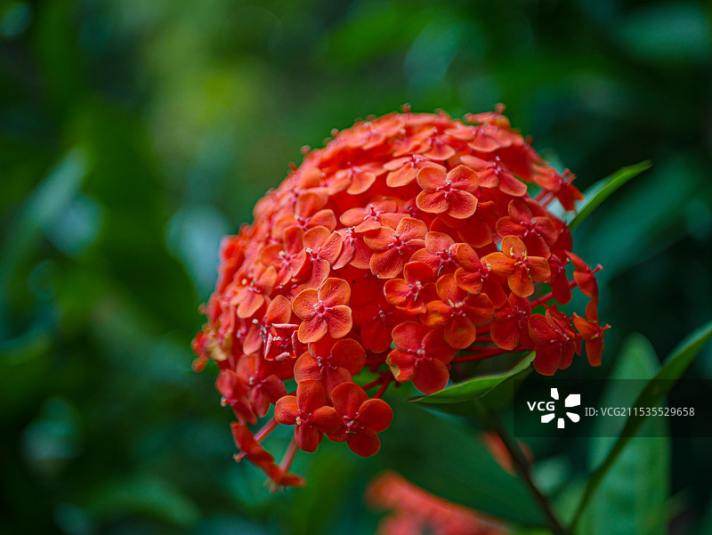 红色龙船花图片素材