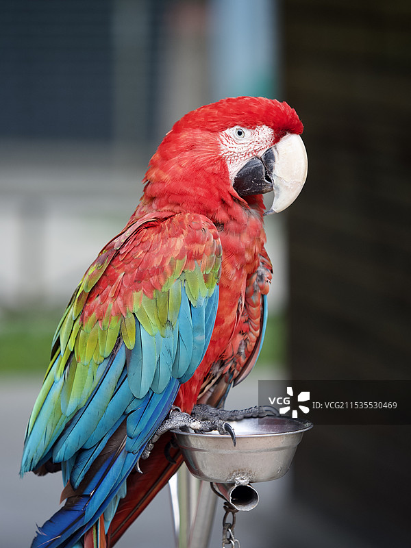 栖息在户外的金刚鹦鹉特写镜头图片素材
