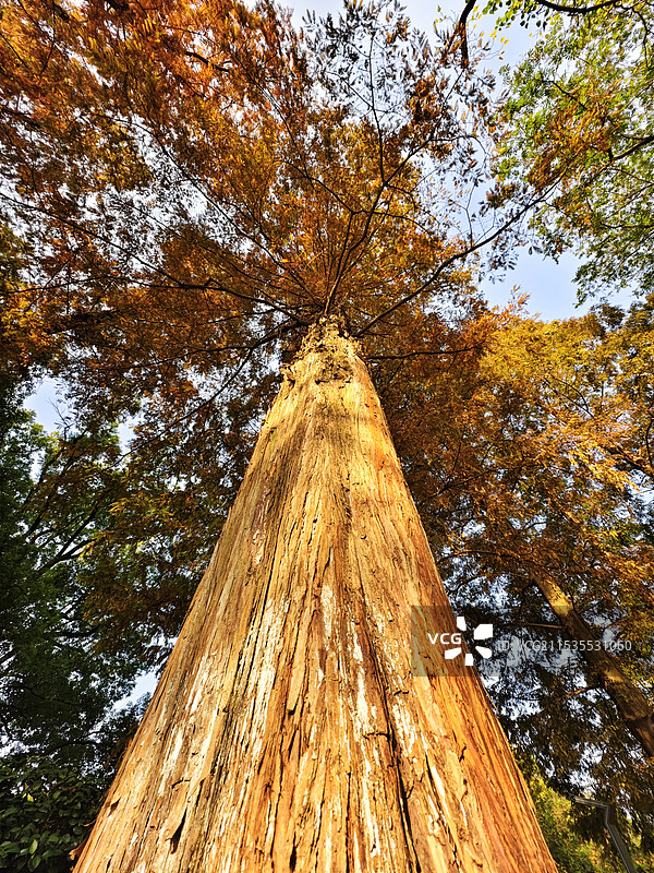 冬日水杉图片素材