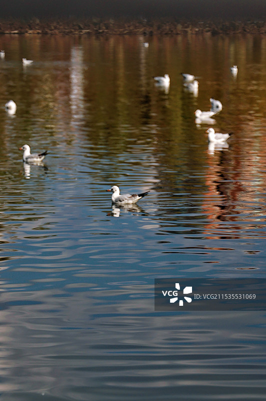 湖面上的海鸥图片素材