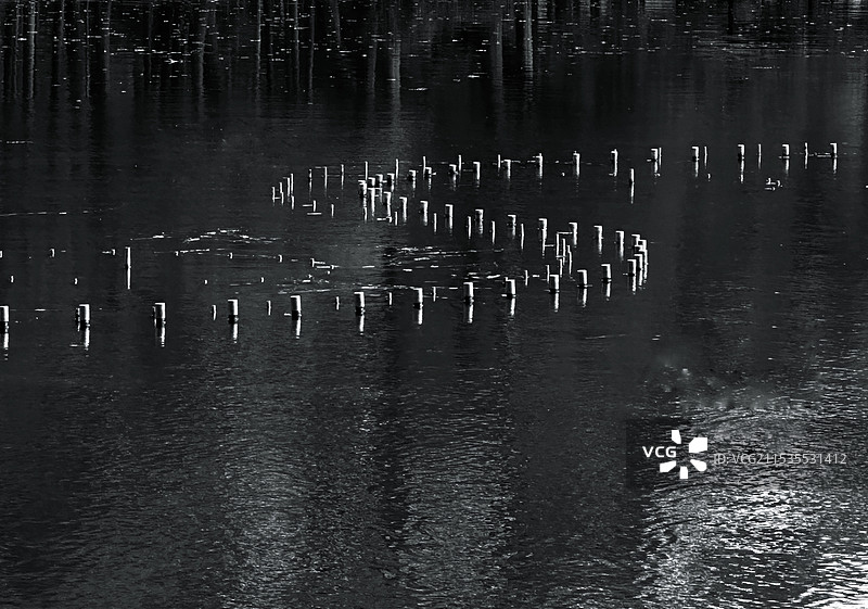 天鹅在湖中游泳的高角度视图图片素材