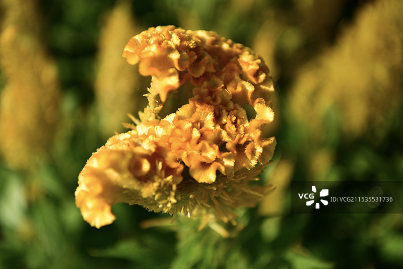 东坡鱼【鸡冠花】图片素材