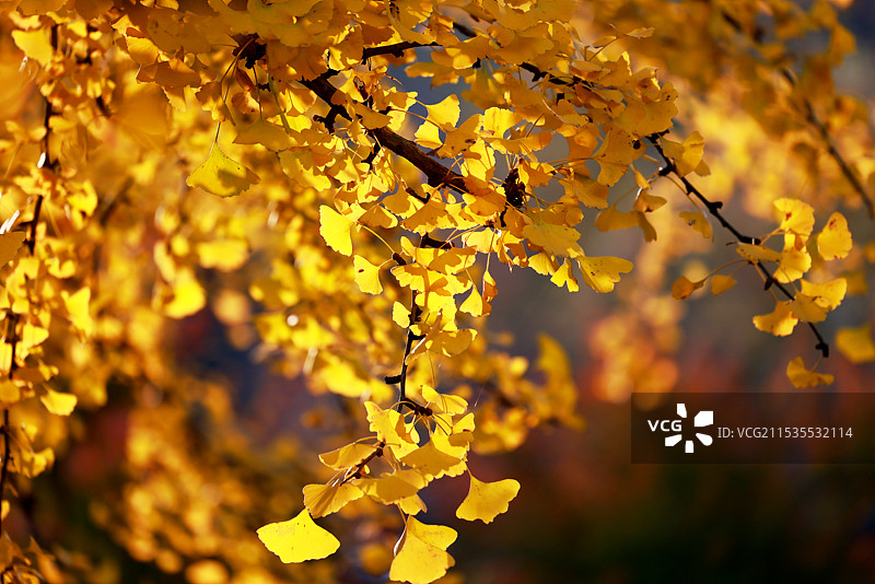 栖霞秋色图片素材