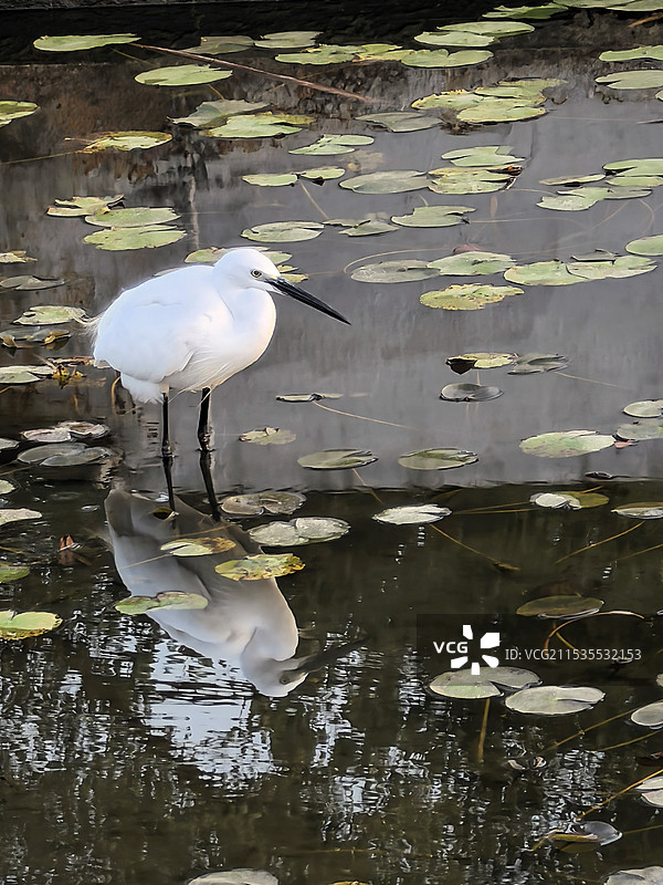 湖面上蹲守的白鹭图片素材