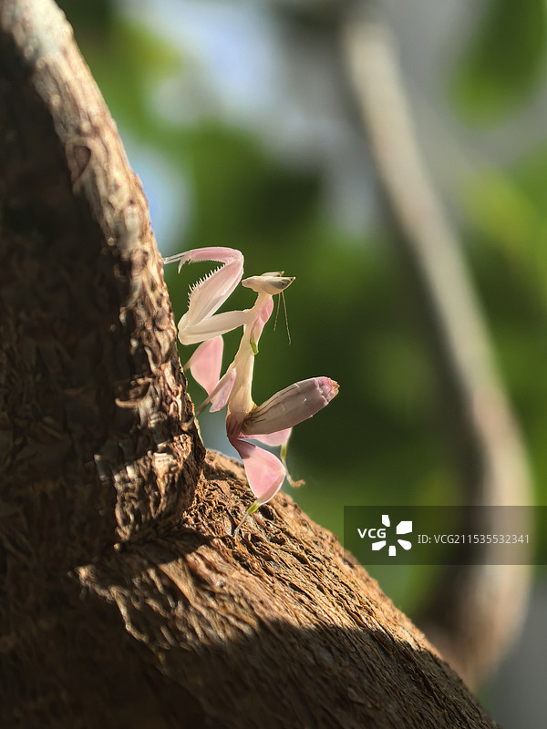树干上昆虫特写镜头图片素材